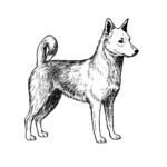 canaan dog