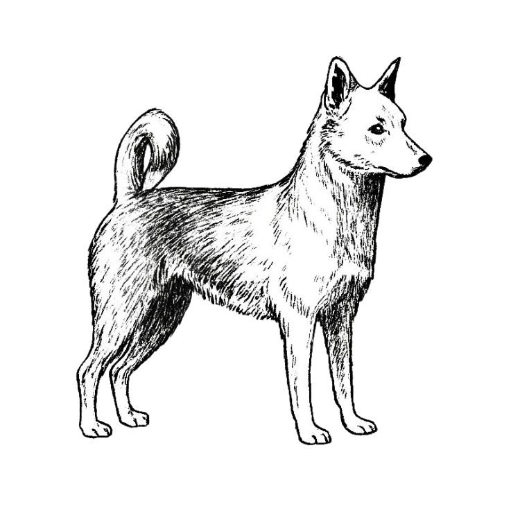 canaan dog