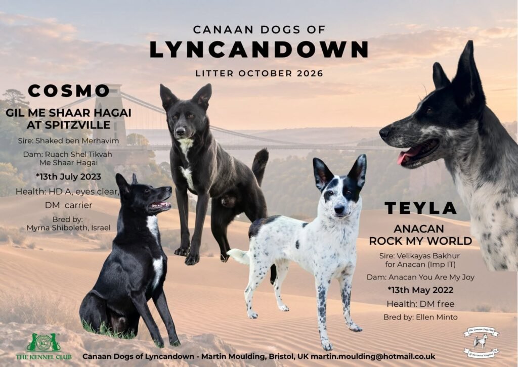 Lyncandown litter [October 2026]