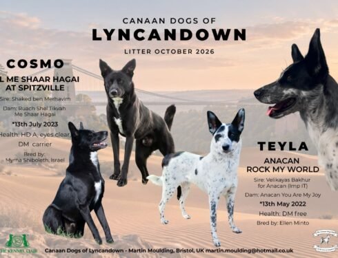 Lyncandown litter [October 2026]